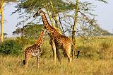 TANZANIA - Serengeti National Park - Giraffe - 2-2